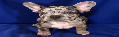 French Bulldog 2- Diesel 