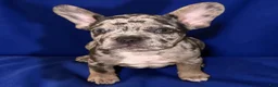 French Bulldog dogs for sale: French Bulldog 2- Diesel  - Ad 1