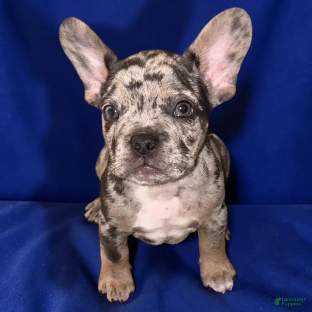French Bulldog dogs for sale: French Bulldog 2- Diesel  - Ad 1