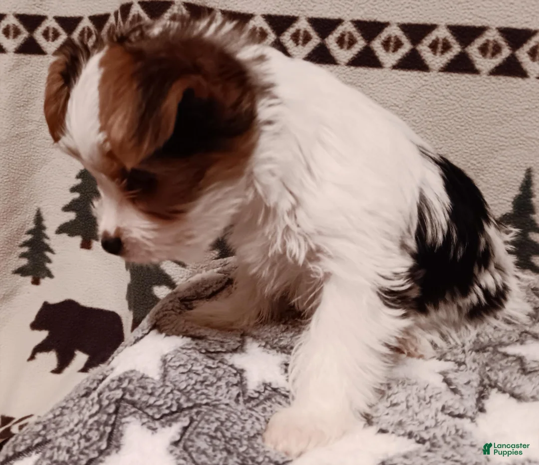 Mixed Breed dogs for sale: Pippin - Ad 2