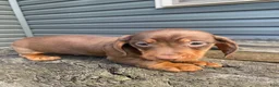 Miniature Dachshund dogs for sale: Maverick - Ad 5