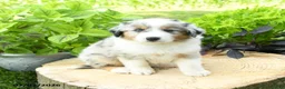 Australian Shepherd dogs for sale: Acadia - Ad 3