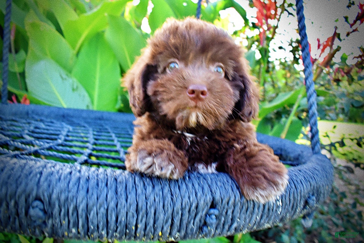 Havapoo dogs Emily - Ad 2