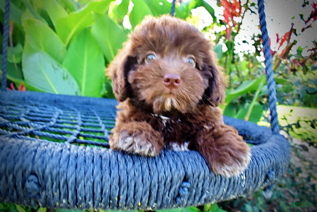Havapoo dogs for sale: Emily - Ad 2