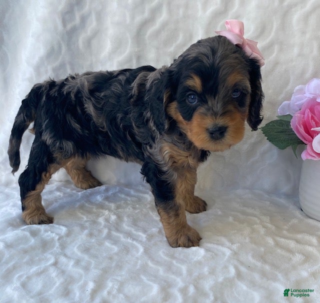 Cavapoo dogs for sale: Nova- blue merle - Ad 3
