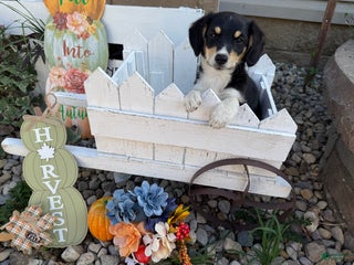 Mixed Breed dogs - Ad 15