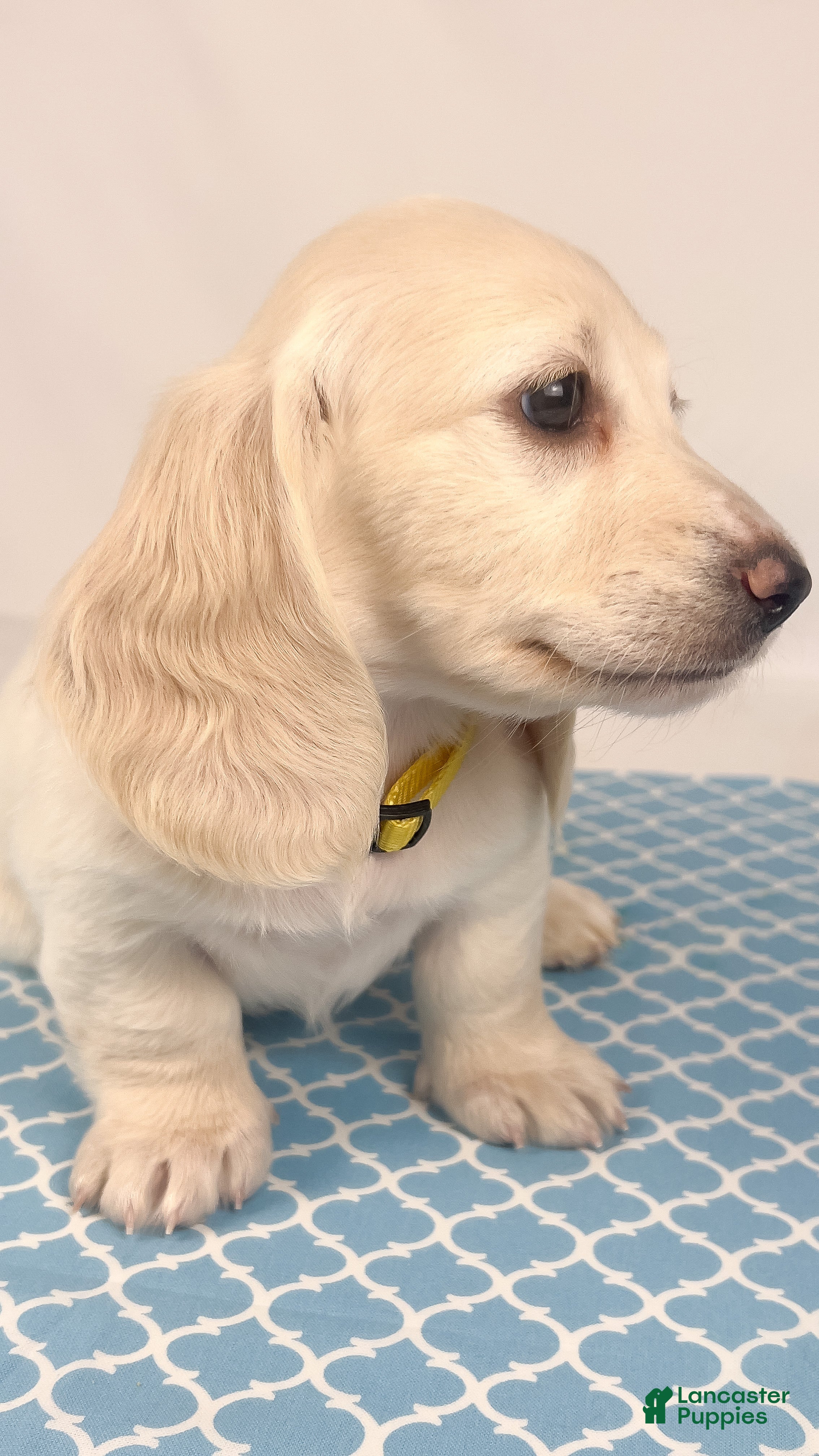 Miniature Dachshund dogs Mozzarella - Ad 7