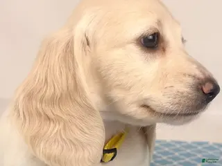 Miniature Dachshund dogs Mozzarella - Ad 7