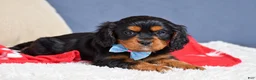 Cavapoo dogs for sale: Freddie - Ad 6