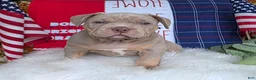American Bully dogs for sale: Diesel - Ad 8