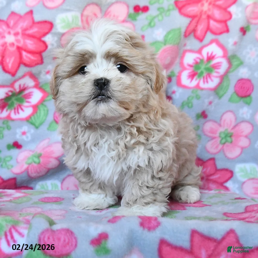 Teddy Bear dogs for sale: Colt - Ad 2