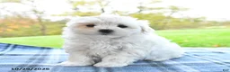 Maltese dogs for sale: Frosty - Ad 1