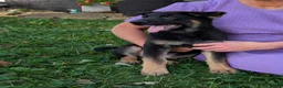German Shepherd dogs for sale: Mati - Ad 11