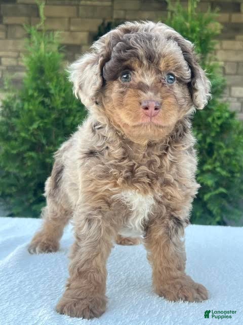 Aussiedoodle Miniature
