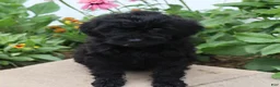 Mini Goldendoodle dogs for sale: Flossie - Ad 2