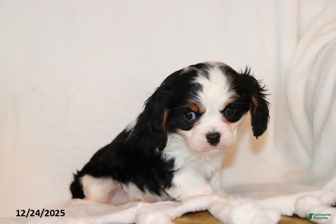 Cavalier King Charles Spaniel dogs for sale: Captain - Ad 2