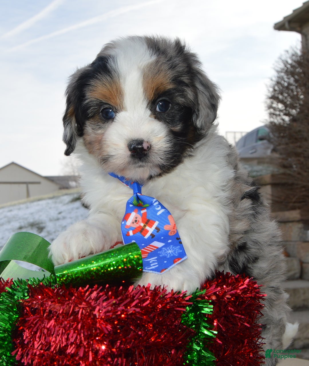 Mini Aussiedoodle dogs for sale: Toy Ace - Ad 9