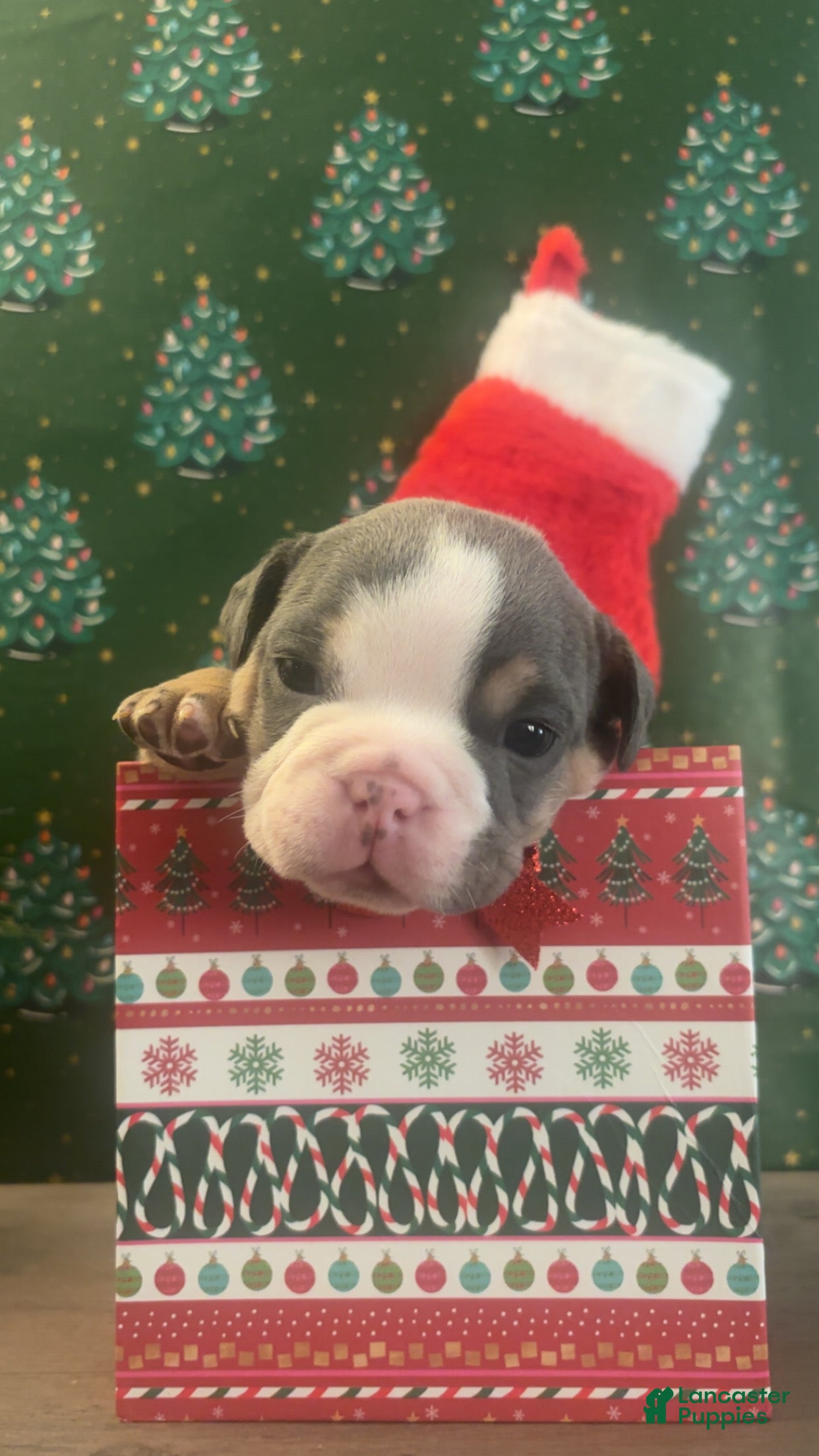 English Bulldog dogs English Bulldog Puppy 2 - Ad 22