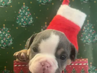 English Bulldog dogs English Bulldog Puppy 2 - Ad 30