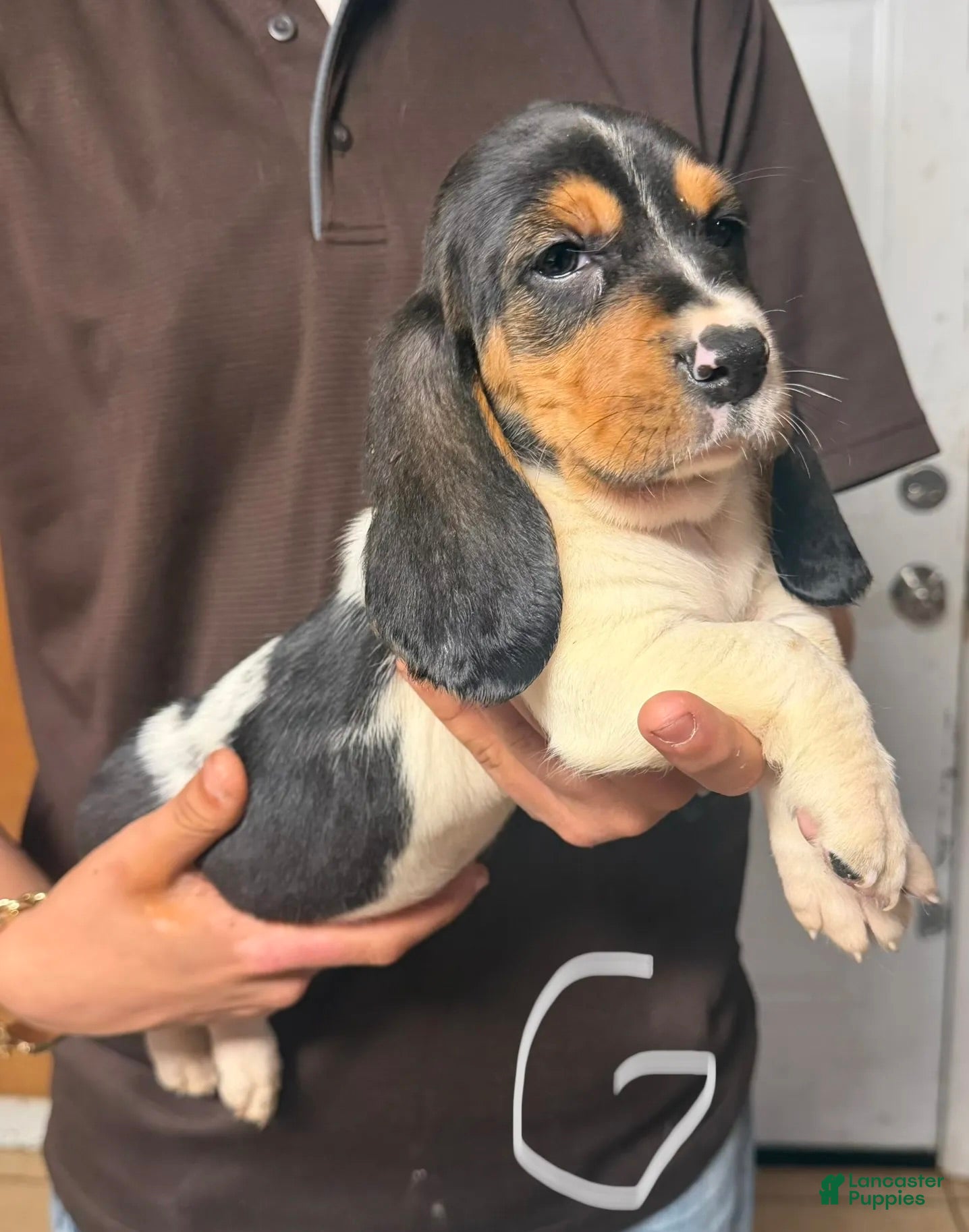 Basset Hound dogs Mia Girl - Ad 2