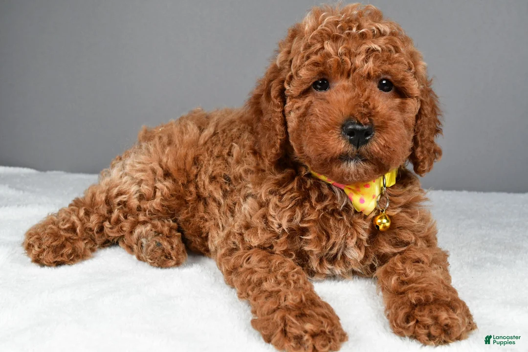 Miniature Poodle dogs for sale: Cooper - Ad 2