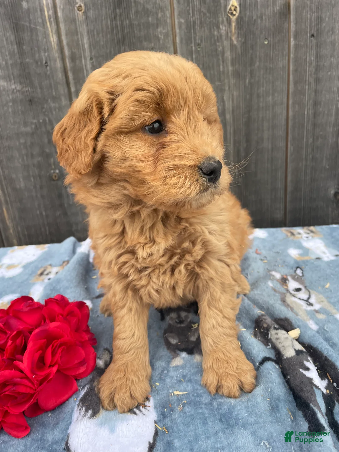 Mini Goldendoodle dogs for sale: Mitzy - Ad 2