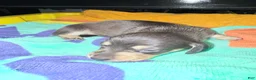 Dachshund dogs for sale: Dachshund Puppy 6 - Ad 4