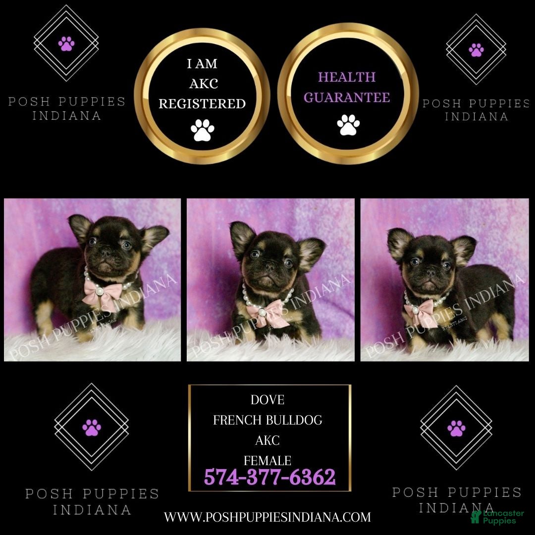 French Bulldog dogs Dove - Ad 2