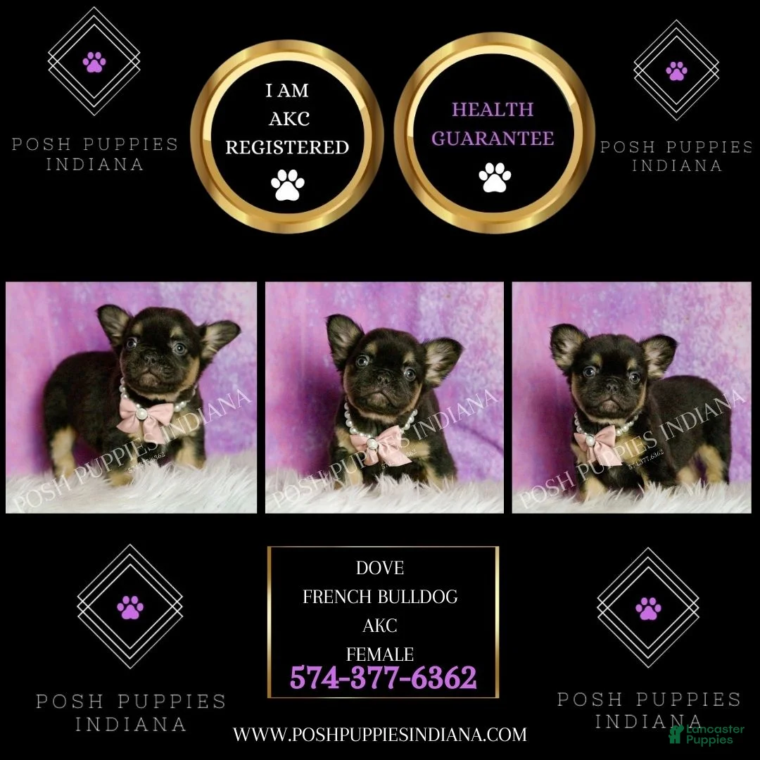 French Bulldog dogs for sale: Dove - Ad 2