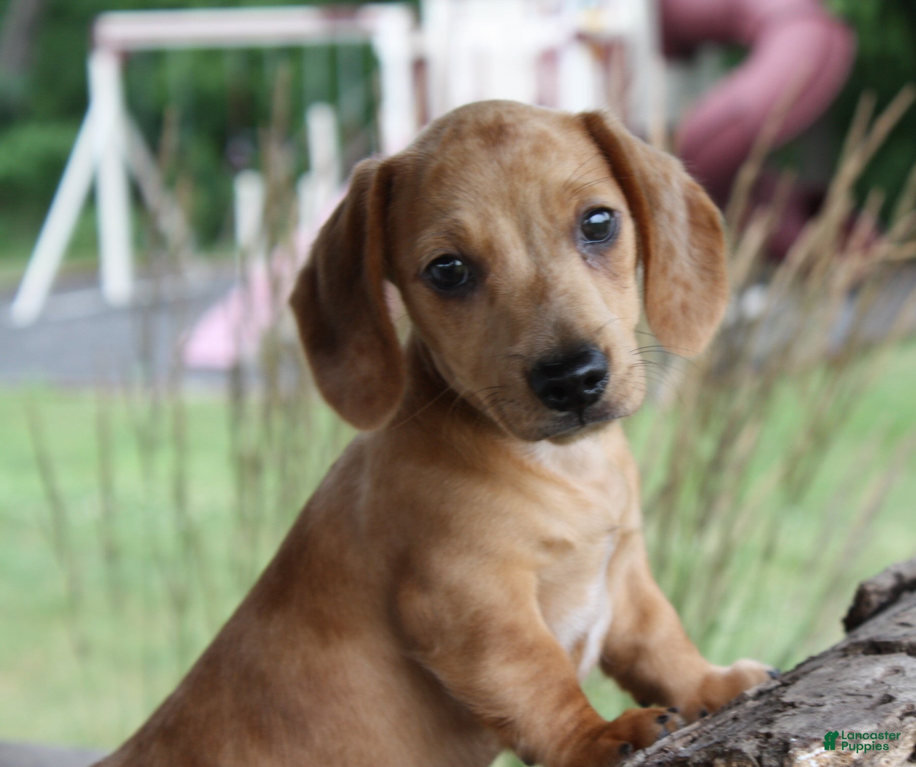 Miniature Dachshund dogs Tucker - Ad 2