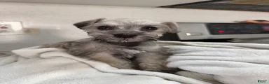 Miniature Schnauzer 4