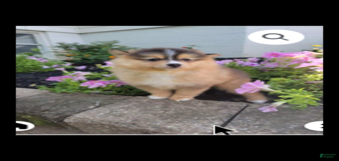 Gallery Image {{count}}