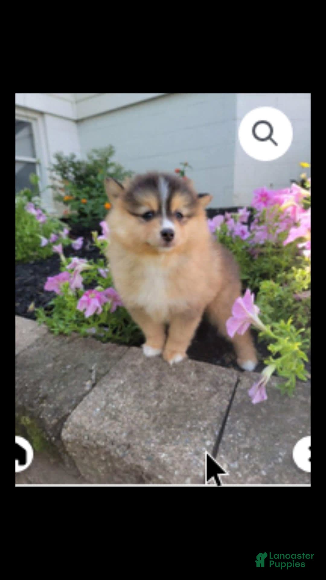 Gallery Image {{count}}