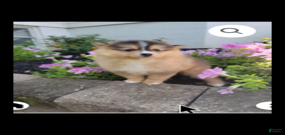 Gallery Image {{count}}