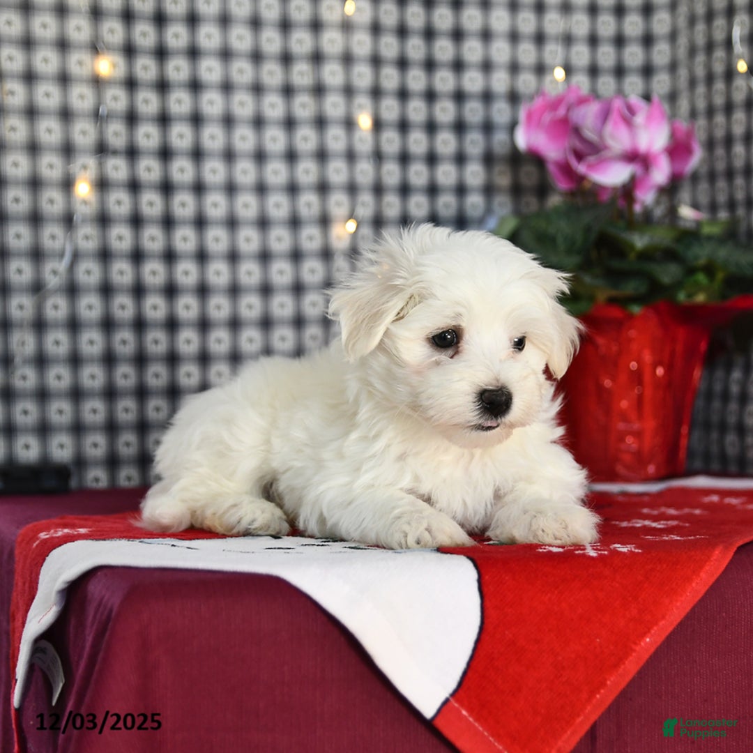 Morkie dogs for sale: Tubby - Ad 4