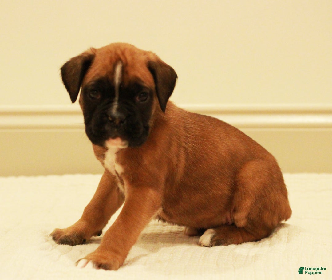 Boxer dogs for sale: Fenton - Ad 2