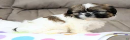 Shih Tzu dogs for sale: Rubble - Ad 8