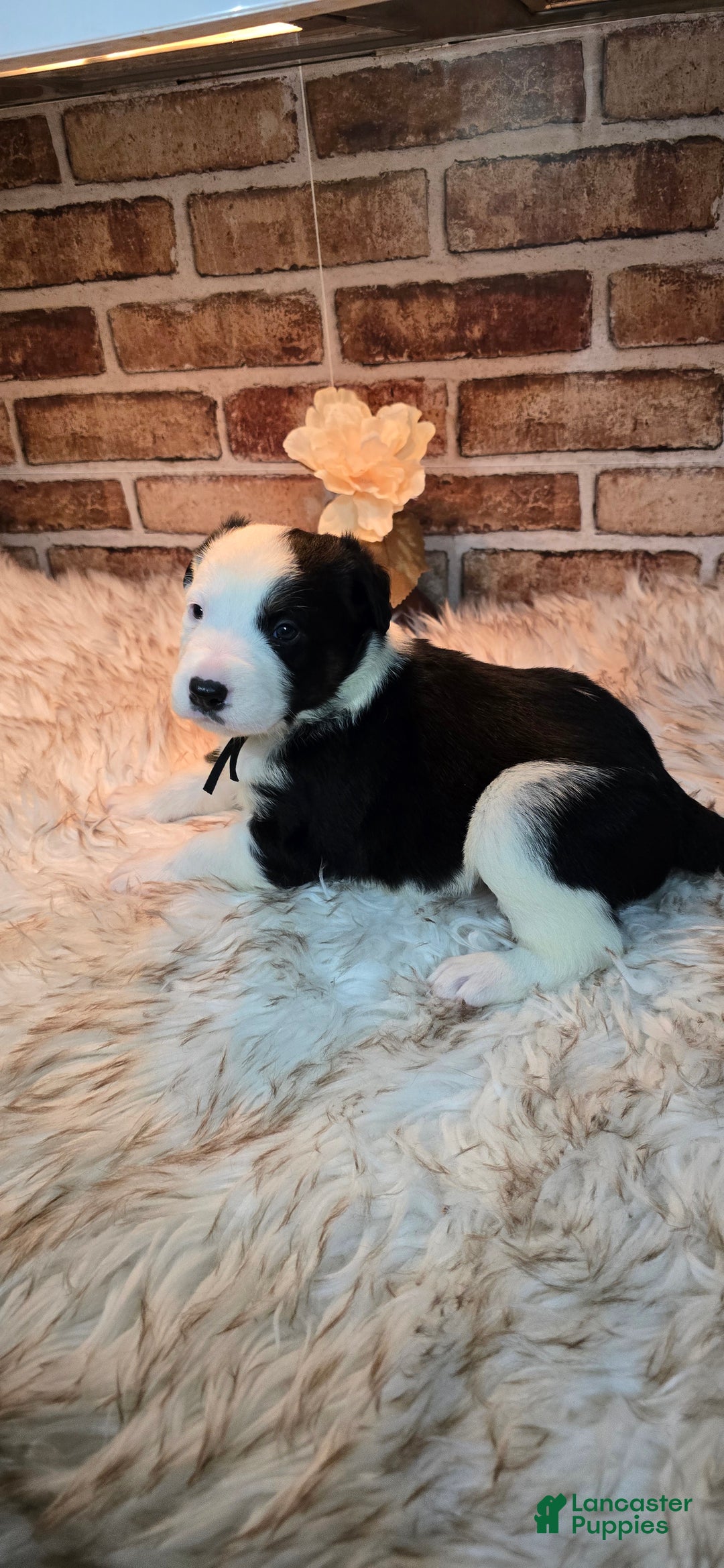 Mixed Breed dogs for sale: Willow - Ad 11