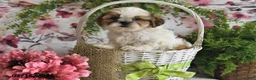 Shih Tzu dogs for sale: Duke - Ad 3