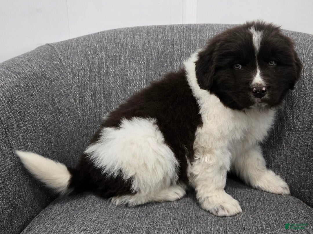 Newfoundland dogs for sale: Barney  - Ad 4