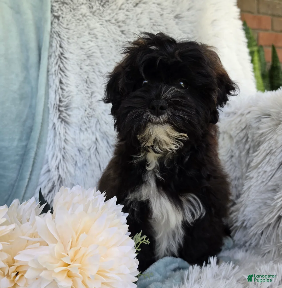 Shihpoo dogs for sale: Lenny - Ad 2