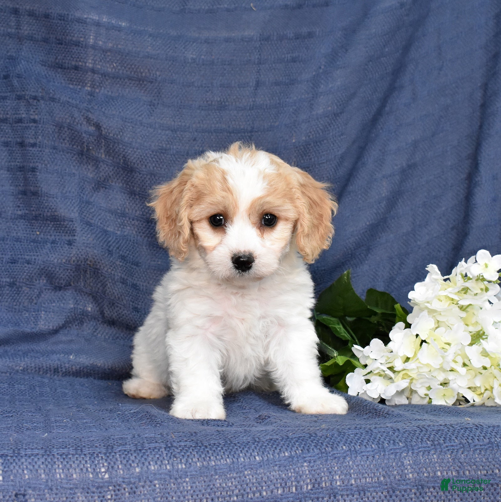 Cavachon dogs Tulip - Ad 1