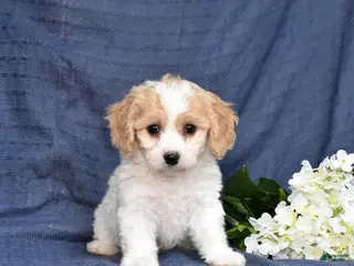 Cavachon dogs for sale: Tulip - Ad 2