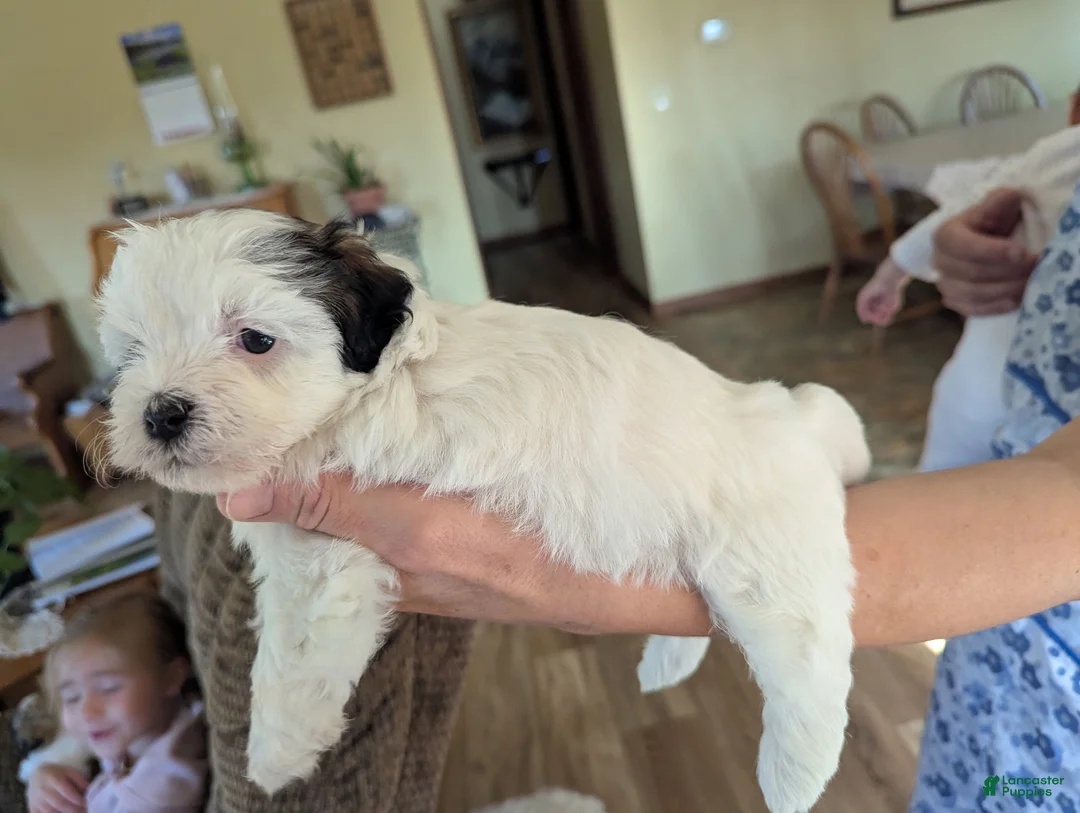Havanese dogs for sale: Havanese Puppy 5 - Ad 1