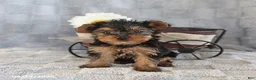 Yorkshire Terrier dogs for sale: Cocoa Teacup - Ad 4