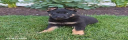 German Shepherd dogs for sale: Scout - Ad 2
