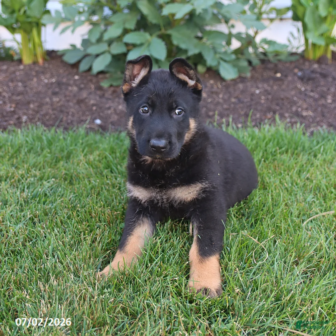 German Shepherd dogs for sale: Scout - Ad 2