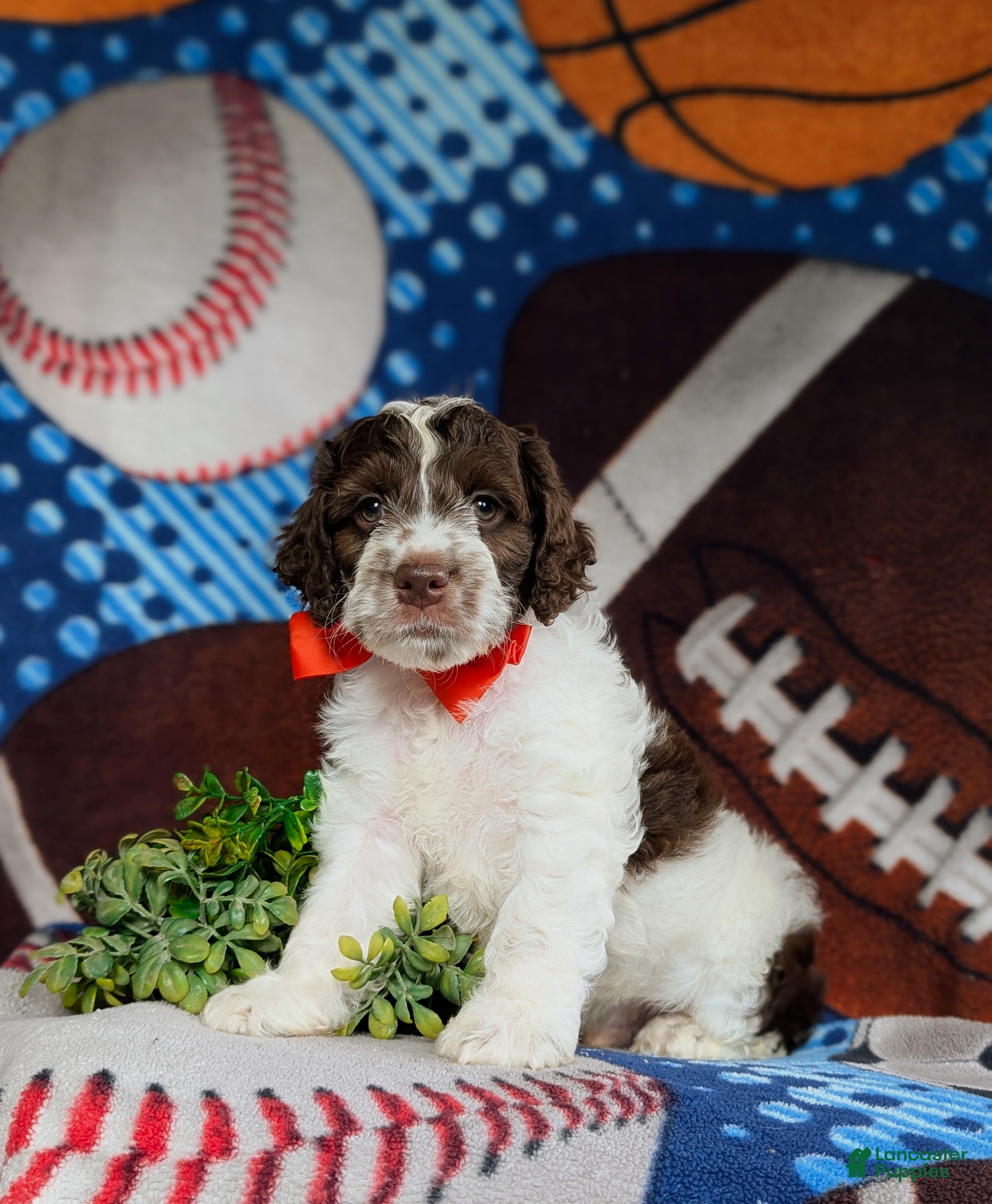 Cockapoo dogs Rover - Ad 2