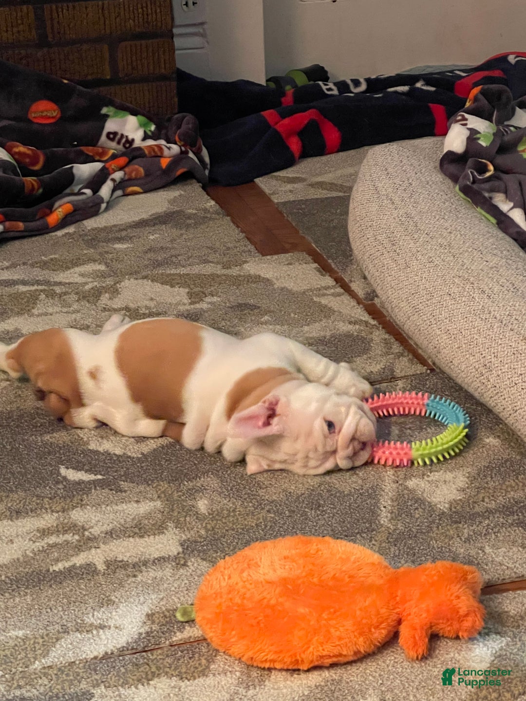 English Bulldog dogs for sale: English Bulldog Puppy 5 - Ad 35