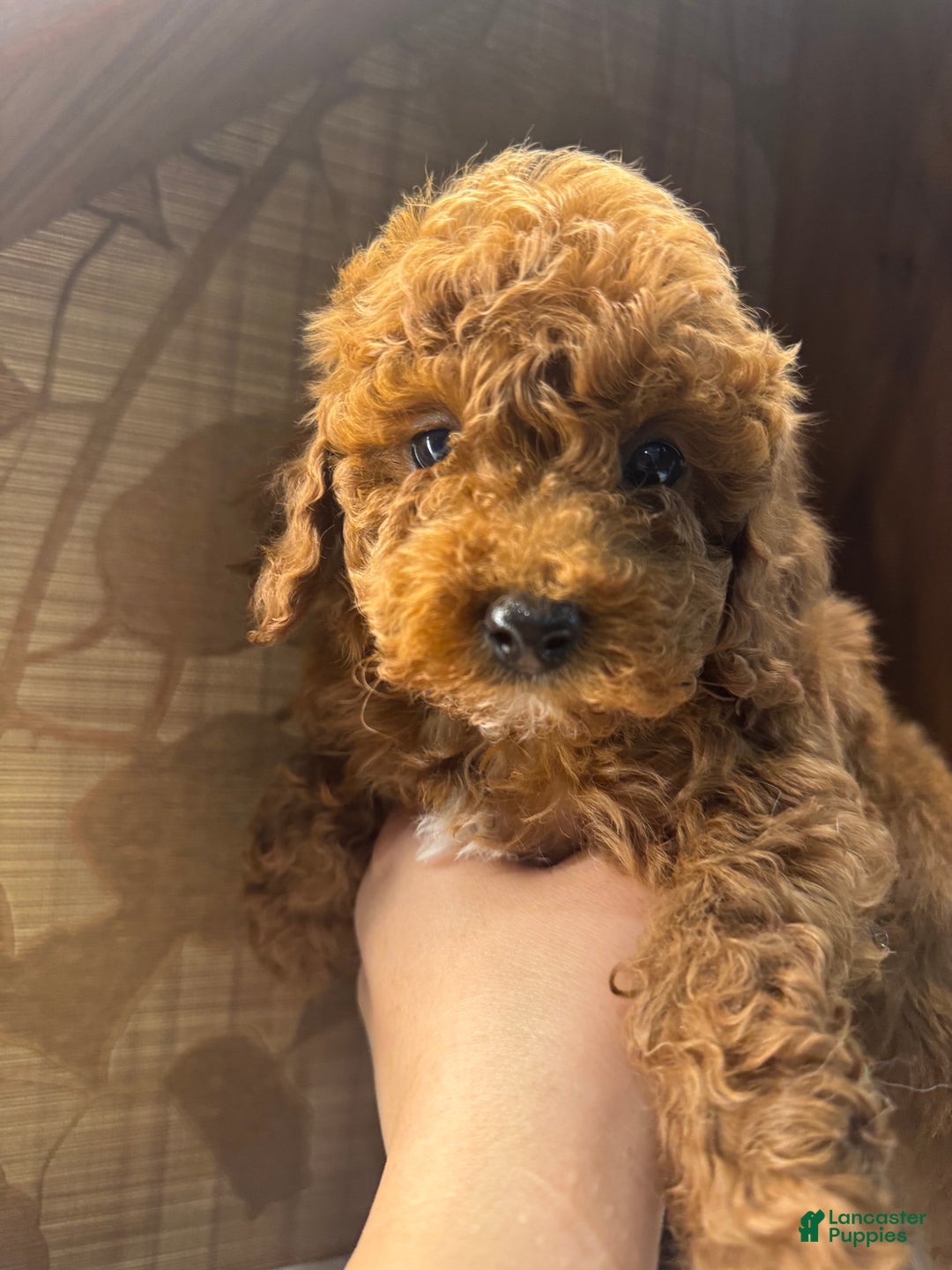 Toy Poodle dogs for sale: Mocha  - Ad 3